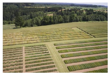 Navigating from Phenotypic Analysis to Genomic Selection in Plant Breeding