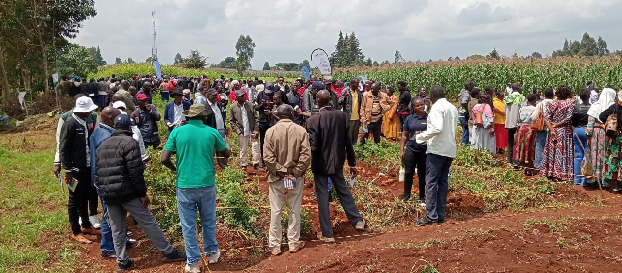 Egerton University Marks Kenya Potato Sustainable Initiative Field Day1
