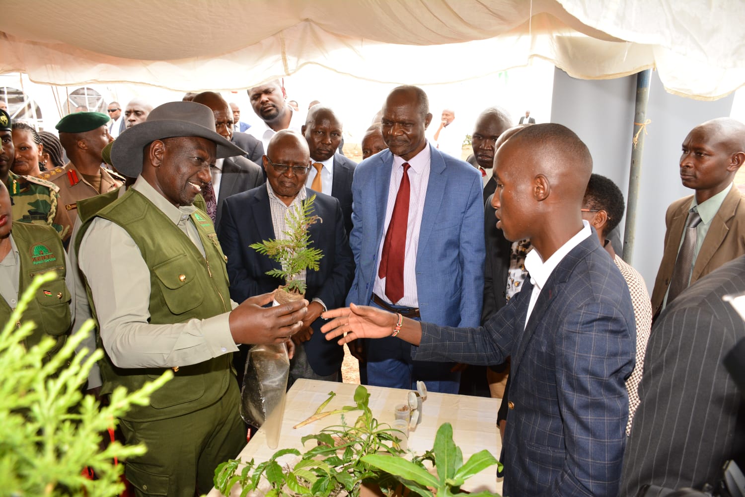 Planting trees  Initiative 